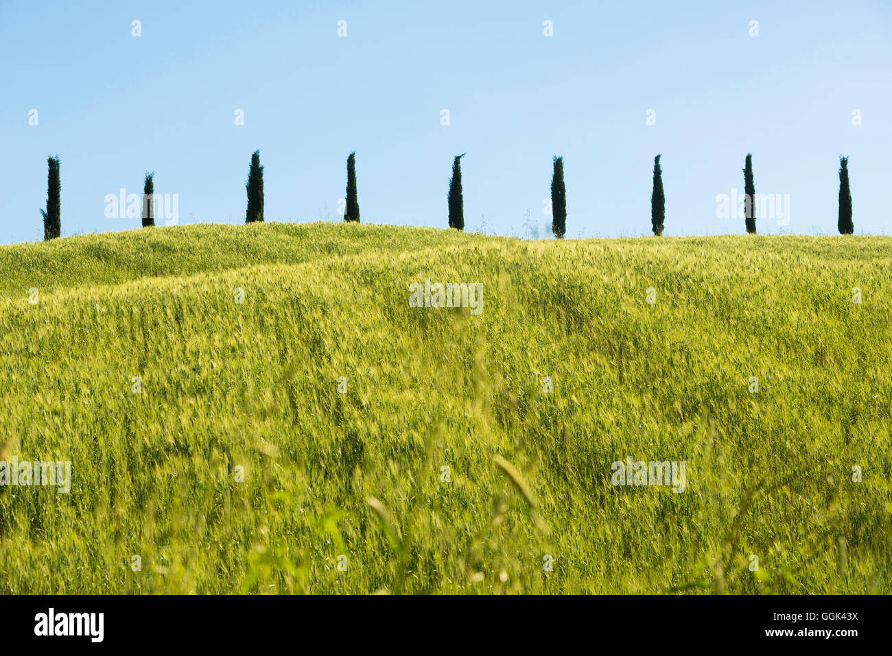 cypress trees, near San Quirico d`Orcia, Val d`Orcia, province of Siena, Tuscany, Italy, UNESCO World Heritage Stock Photo